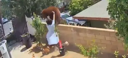 Une adolescente repousse des ours à mains nues pour protéger ses...