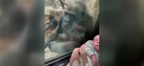 Une maman gorille fascinée par un nouveau-né à travers la vitre du...