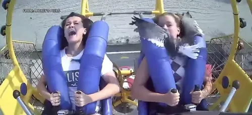 Une adolescente heurtée par une mouette dans une attraction à...