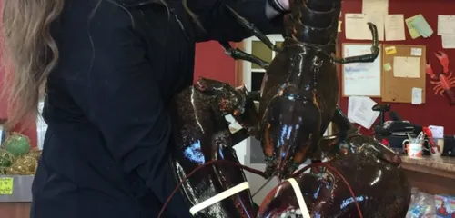 Un homard relâché après avoir vécu vingt ans dans l’aquarium d’un...