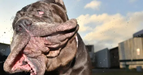 Découvrez le chien le plus laid du monde: Martha !