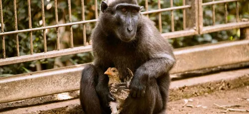 Une femelle macaque adopte un poulet !