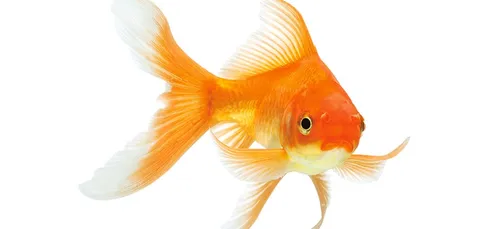 Vous pouvez louer un poisson rouge pour la nuit !