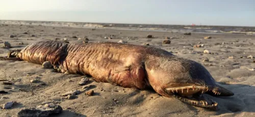 Un monstre marin échoué sur une plage de Texas City
