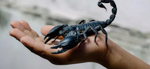 Au secours, il y a un scorpion dans l’avion !