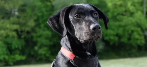 Lulu: le chien qui ne voulait pas travailler pour la CIA