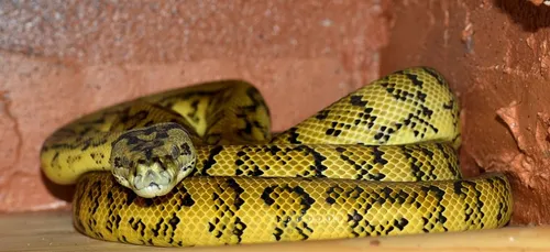 Pour voler un spécimen rare, il cache un python dans son slip