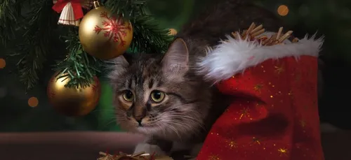 Des idées cadeaux pour les chats et les chiens