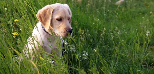 Des cambrioleurs décident de rendre le chiot volé à une fillette