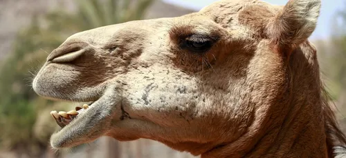 Douze chameaux éliminés d’un concours pour cause de botox