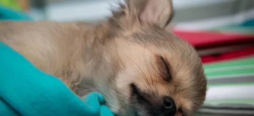 On jure beaucoup quand on dort !