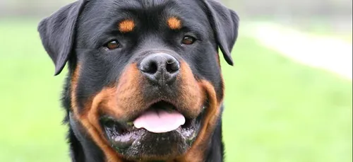 Il se filme traînant un chien en sang avec une moto