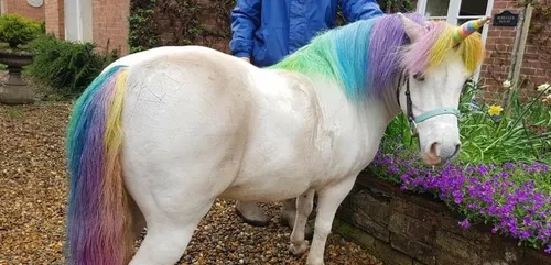 Louer une licorne pour votre anniversaire, c’est désormais possible !