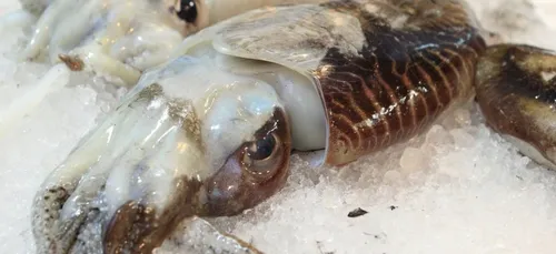 Corée du Sud : une femme tombe " enceinte " de calamars