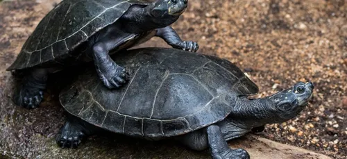 Mexique : une nouvelle espèce de tortue découverte, vous allez...