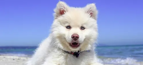 Les chiens savent quand vous déprimez