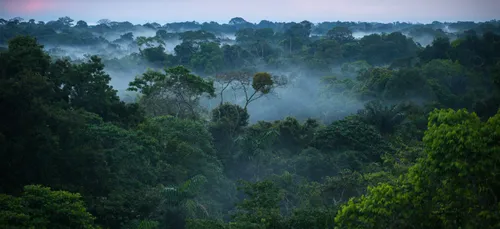 Brésil : un héros du quotidien sauve une forêt entière (vidéo)