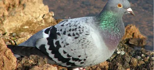 Chine : une course de pigeons voyageurs finit en prison !