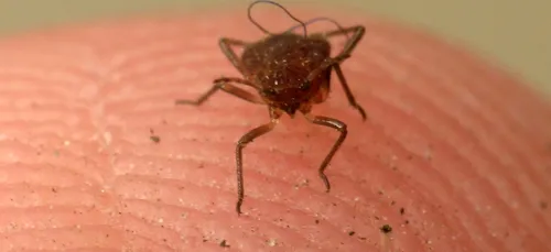 Des sécrétions d’insectes retrouvées dans une glace vendue en...