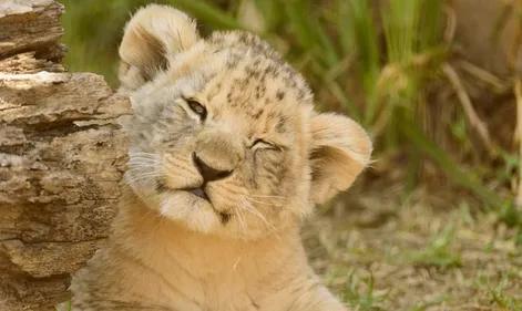 Un lionceau abandonné dans une cage en plein champ émeut la toile...