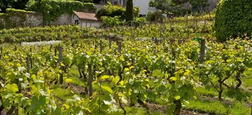 Bienvenue à la fête des vendanges à Montmartre !