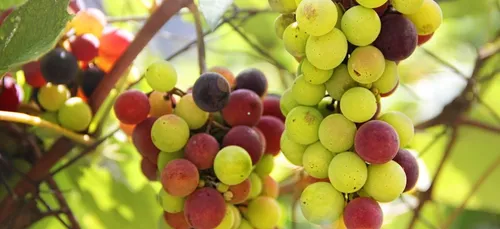 Un vignoble se fait voler 3,5 tonnes de raisins en plein jour !