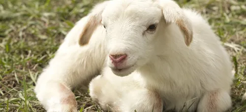 Bon plan : La Ferme Tiligolo s’installe ce week-end à La Villette