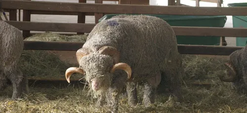 Vacances de la Toussaint : une école de sorcellerie à la Bergerie...