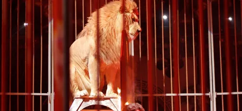Cirque : la France va-t-elle suivre le Portugal concernant les...