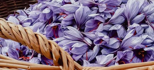 Du safran sur les toits de Paris !