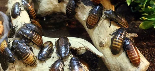 Boire de l’urine ou manger des cafards : les sanctions...