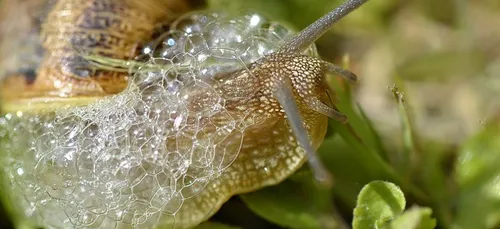 Le président du Portugal fait le buzz pour de la bave ! (vidéo)