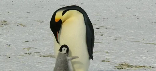 Amérique du Sud : une île habitée par des pingouins est à vendre !