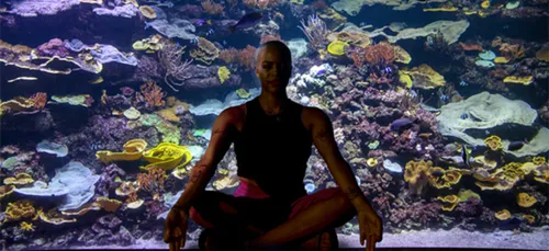 Découvrez le Yogaquarium !