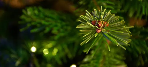 Comment se débarrasser de son sapin sans risquer d’amende ?