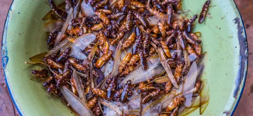 Un restaurant d'insectes va bientôt ouvrir à Paris