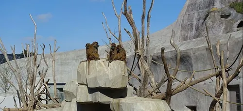 Les « rendez-vous sauvages » sont de retour au parc zoologique de...