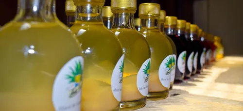 Le festival Viva Agave débarque à Paris !