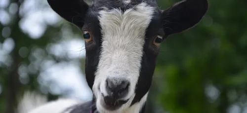Paris : la p’tite ferme de la Goutte d’Or est de nouveau ouverte