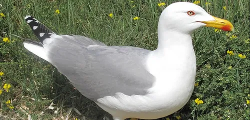 On connaît le champion d’Europe d’imitation du cri du goéland !...