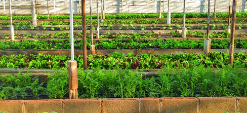 Agriculture : des fermes urbaines à Paris !