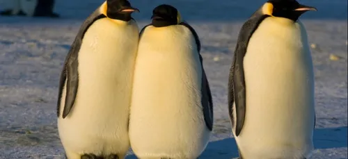 Val d’Europe : en immersion avec les manchots à Sea Life Paris