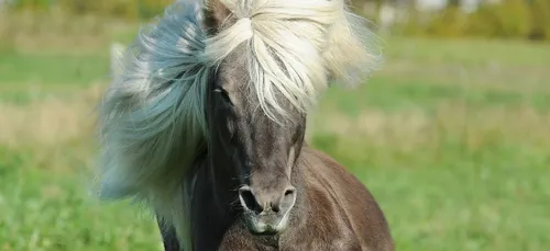 "Dimanches au galop" : des balades à poney gratuites pour les...