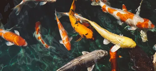 Dans ce café, prenez un verre les pieds dans l’eau avec des...