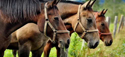 Carré-Sénart : le centre commercial propose aux enfants de...