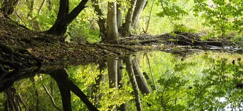 Pour la fête des Mères, offrez-lui une forêt !