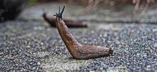 Quand une limace perturbe la circulation des trains de tout un pays !