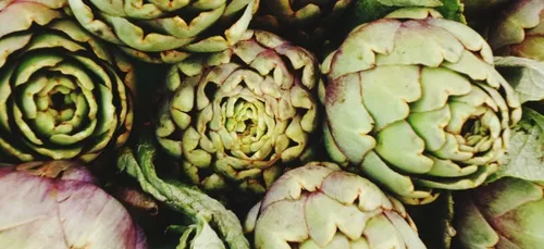 Le championnat mondial de lancer d’artichauts, c’est ce dimanche !...