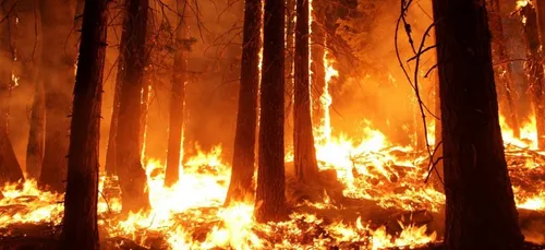 Sécheresse et chaleur : le Portugal est victime de violents incendies