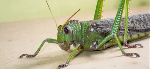 Las Vegas envahie par les sauterelles : une pizzeria les propose au...